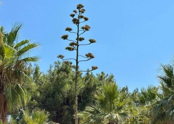 Bu bitkiyi koparmanın cezası 387 bin TL