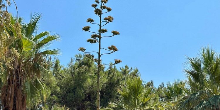 Bu bitkiyi koparmanın cezası 387 bin TL