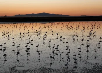 “Anadolu’nun nazlı misafirleri bize emanet”