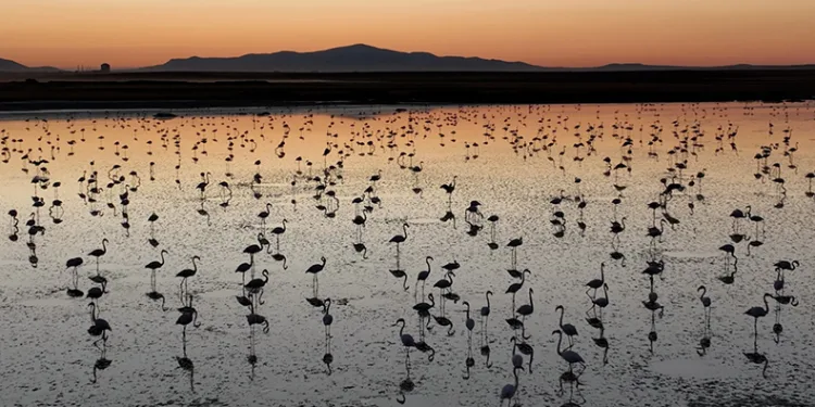 “Anadolu’nun nazlı misafirleri bize emanet”