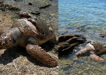 Denizde ölü caretta caretta bulundu