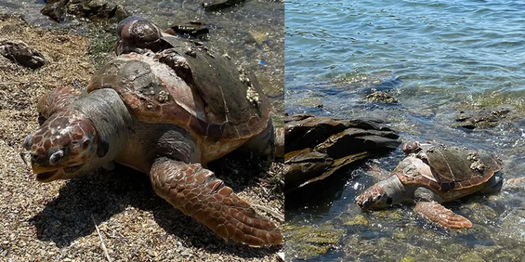 Denizde ölü caretta caretta bulundu