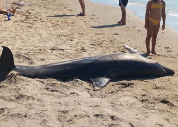 Kuşadası’nda ölü yunus sahile vurdu