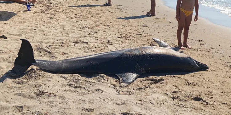 Kuşadası’nda ölü yunus sahile vurdu