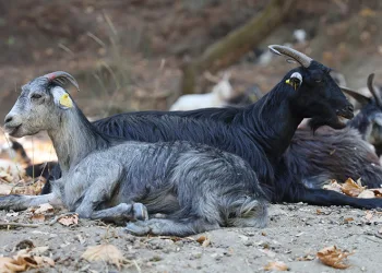 Keçi sürüsü ve çoban azaldı, orman yangınları arttı