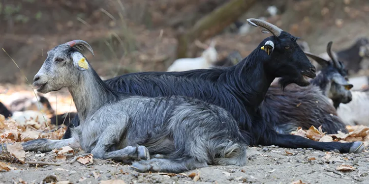 Keçi sürüsü ve çoban azaldı, orman yangınları arttı