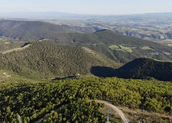 Domuz popülasyonu arttı, avcılara ‘domuz sürek avı’ çağrısı