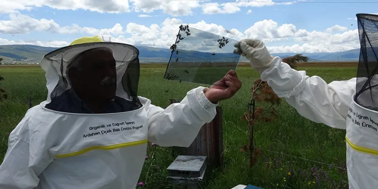 Arı zehrinin fiyatı dudak uçuklatıyor