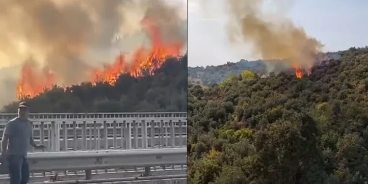 Bursa’da zeytinlik alana sıçrayan yangın söndürüldü