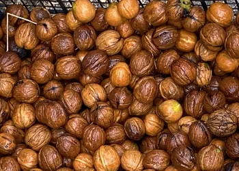 Adana’da ceviz hasadı başladı