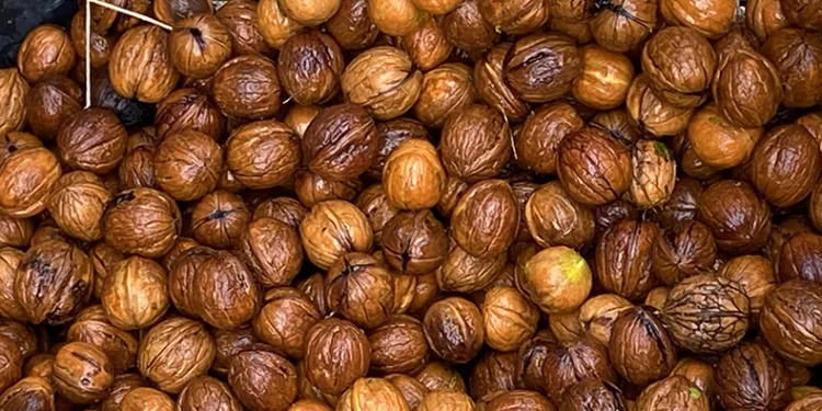 Adana’da ceviz hasadı başladı