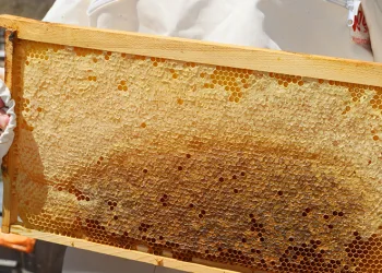 Altın sıvıda hasat başladı