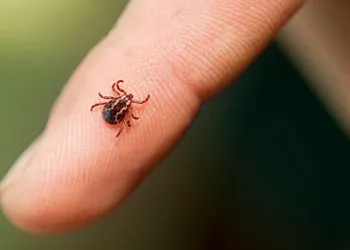 ‘Kene, görme kaybına yol açabilir’