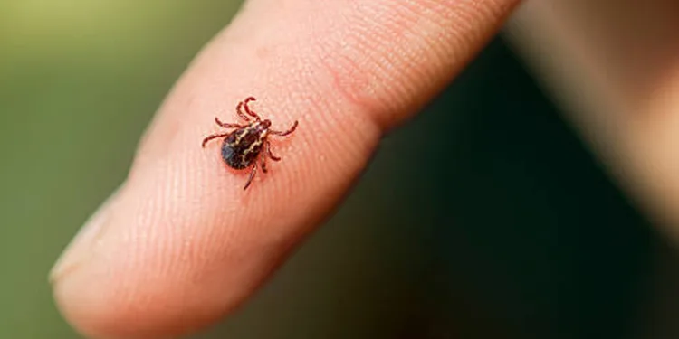 ‘Kene, görme kaybına yol açabilir’