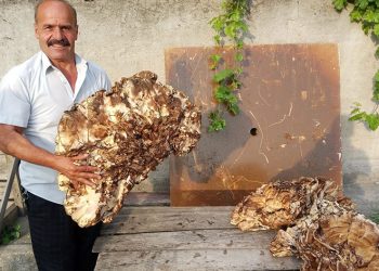 Bulduğu mantarı 2 bin TL’ye sattı