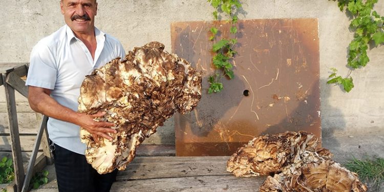 Bulduğu mantarı 2 bin TL’ye sattı