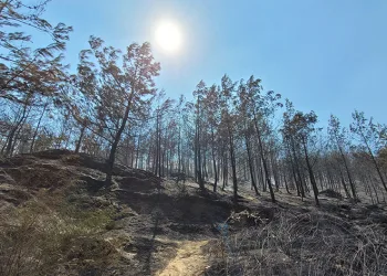 Bozdoğan’da yeşil siyaha döndü
