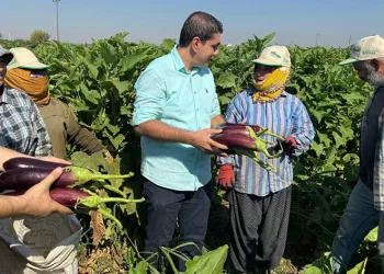 Tescilli Birecik patlıcanında hasat başladı