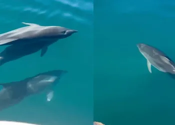 Tekne ile yarışan yunuslar mest etti