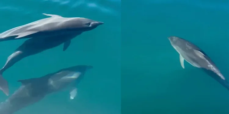 Tekne ile yarışan yunuslar mest etti