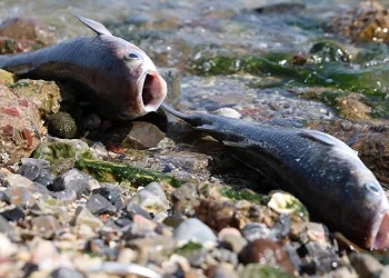 İzmir Körfezi’nde korkutan görüntü