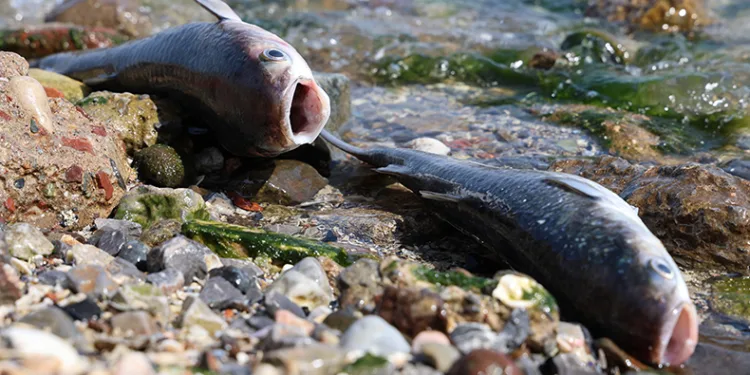 İzmir Körfezi’nde korkutan görüntü