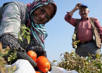Bakanlıktan salça fabrikalarına destek geldi