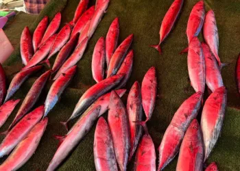 Palamut tezgahta yerini aldı