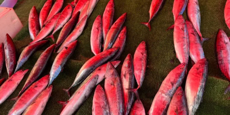 Palamut tezgahta yerini aldı