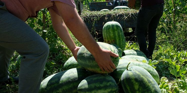 Mersin’de karpuz hasadı başladı