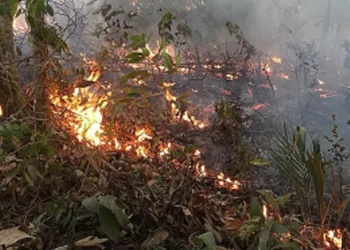 Brezilya’da orman yangını