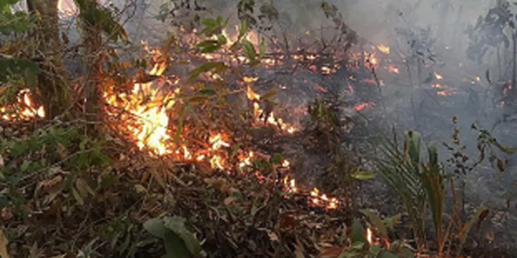 Brezilya’da orman yangını