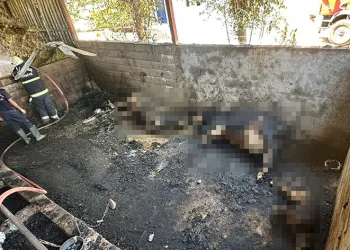 Ahırda çıkan yangında büyükbaş hayvanlar telef oldu