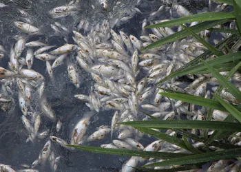 Yeşilırmak’ta toplu balık ölümleri