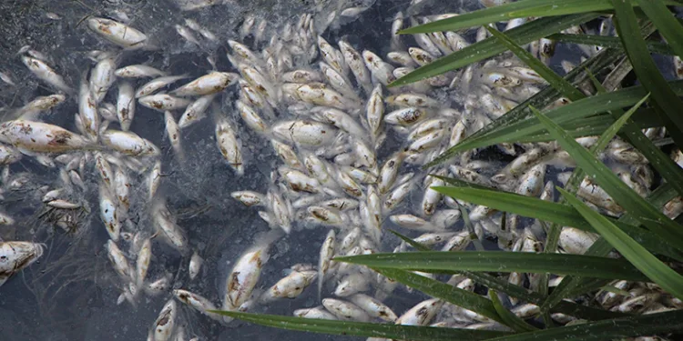 Yeşilırmak’ta toplu balık ölümleri