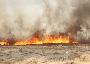 İzmir’deki orman yangını yerleşim yerlerine sıçradı