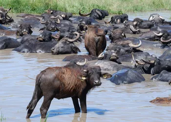 Burası Afrika değil Erzurum Ovası