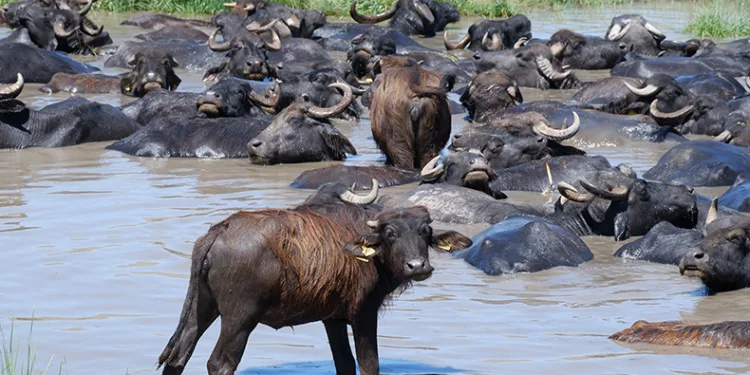 Burası Afrika değil Erzurum Ovası