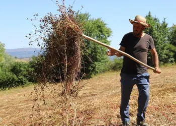 Ordu’da buğday hasadı