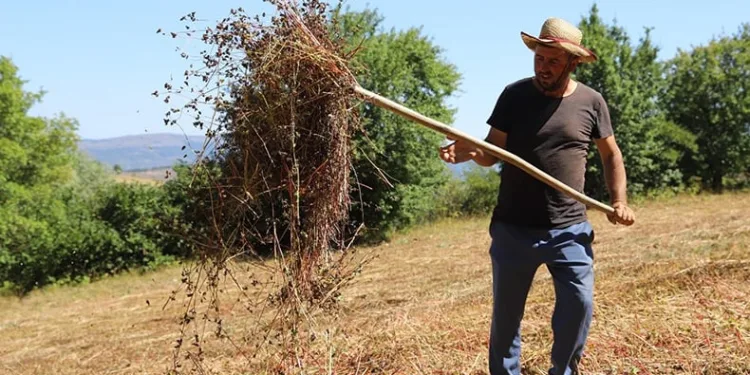 Ordu’da buğday hasadı