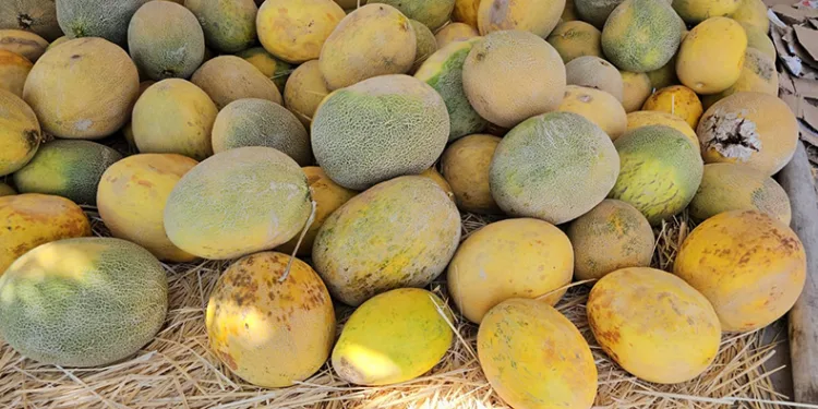 Yetiştirdiği ürünleri satarak aile bütçesine katkıda bulunuyor