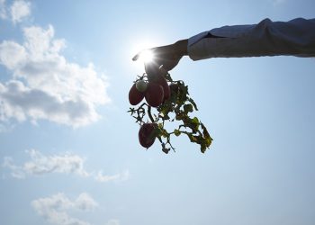 Tarlada kalan domatesi bedava dağıttı