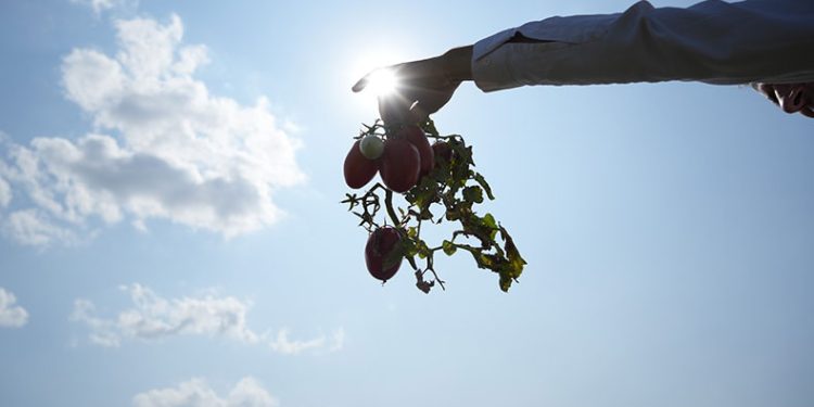 Tarlada kalan domatesi bedava dağıttı