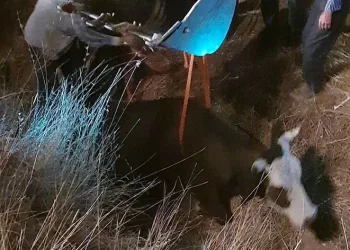 Dereye düşen inek iş makinesiyle kurtarıldı