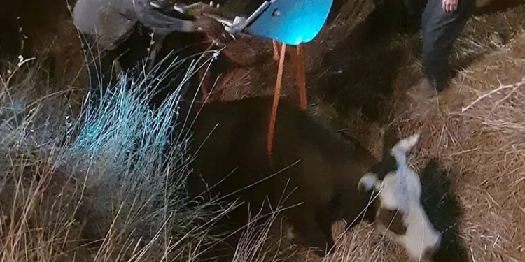 Dereye düşen inek iş makinesiyle kurtarıldı