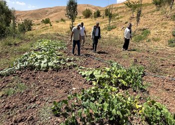 Hem öğretmen hem çiftçi