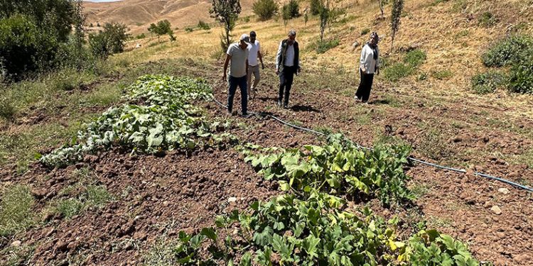 Hem öğretmen hem çiftçi