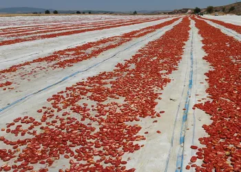 Hasadı yapılıp kurutulan domates Avrupa yolcusu