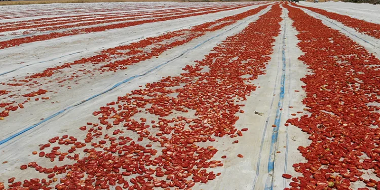 Hasadı yapılıp kurutulan domates Avrupa yolcusu