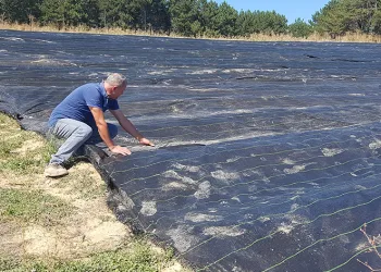 Örtü sistemi safranda erken üretimi sağlayacak